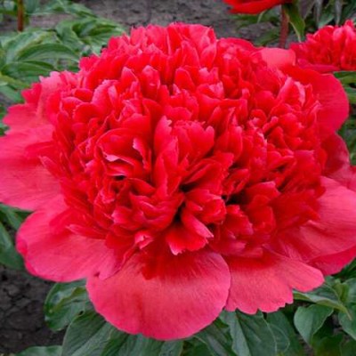 Command Performance1